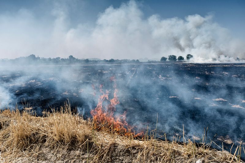 © sima choubdarzadeh - Image from the The lotus seeds sprout photography project