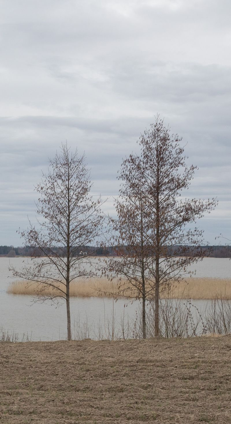 © Bego Amare - Family anchor