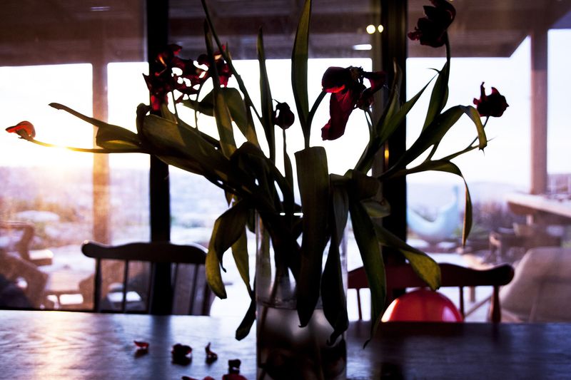 © Noa Sheizaf - Tulips - 2016