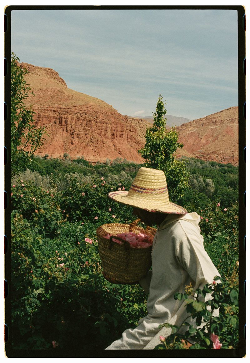 © Annissa Durar - Image from the The Rose Harvest photography project