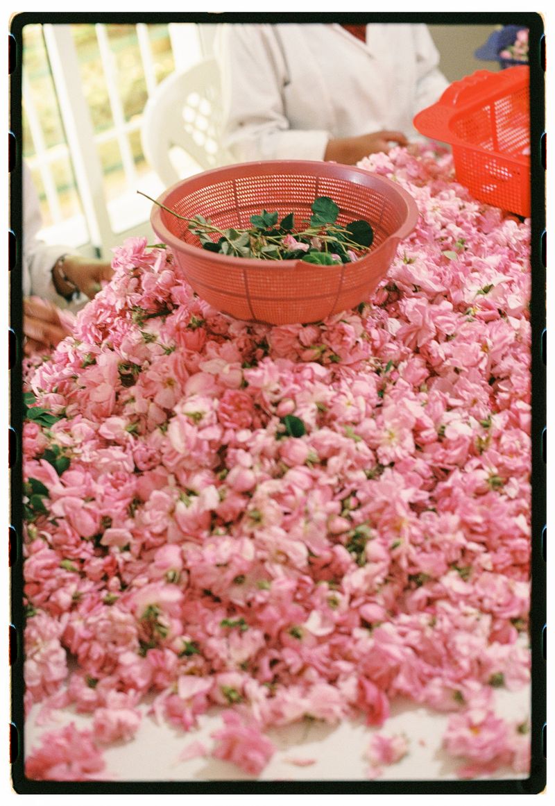 © Annissa Durar - Image from the The Rose Harvest photography project