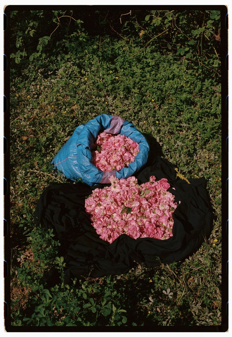 © Annissa Durar - Image from the The Rose Harvest photography project