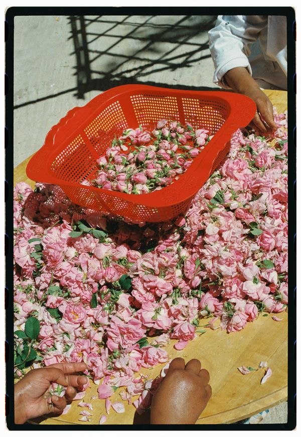 © Annissa Durar - Image from the The Rose Harvest photography project