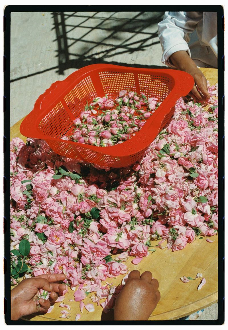 © Annissa Durar - Image from the The Rose Harvest photography project