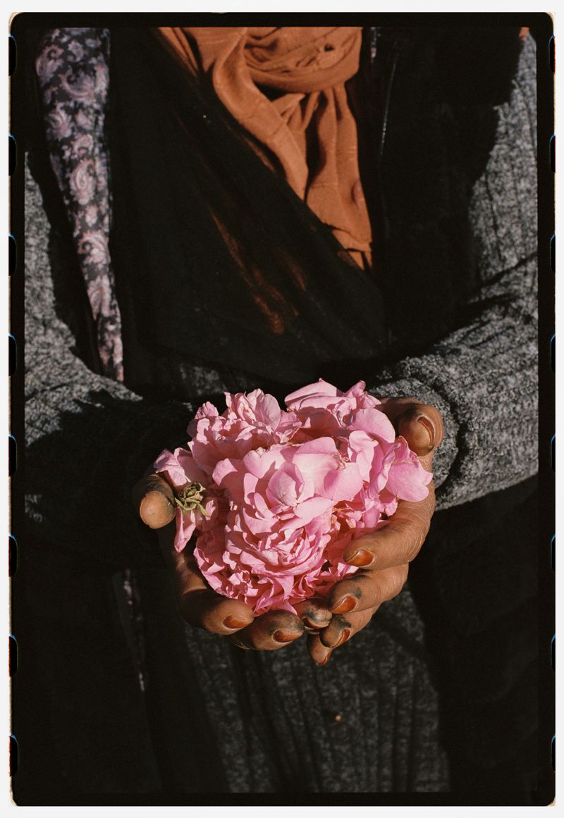 © Annissa Durar - Image from the The Rose Harvest photography project