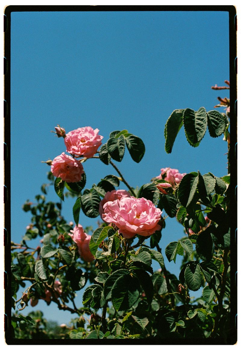 © Annissa Durar - Image from the The Rose Harvest photography project