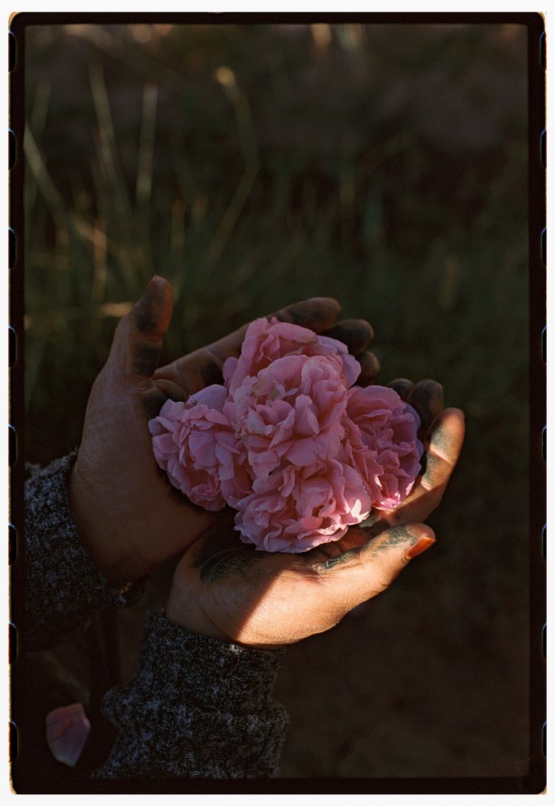 © Annissa Durar - Image from the The Rose Harvest photography project