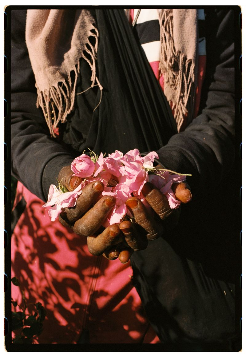 © Annissa Durar - Image from the The Rose Harvest photography project