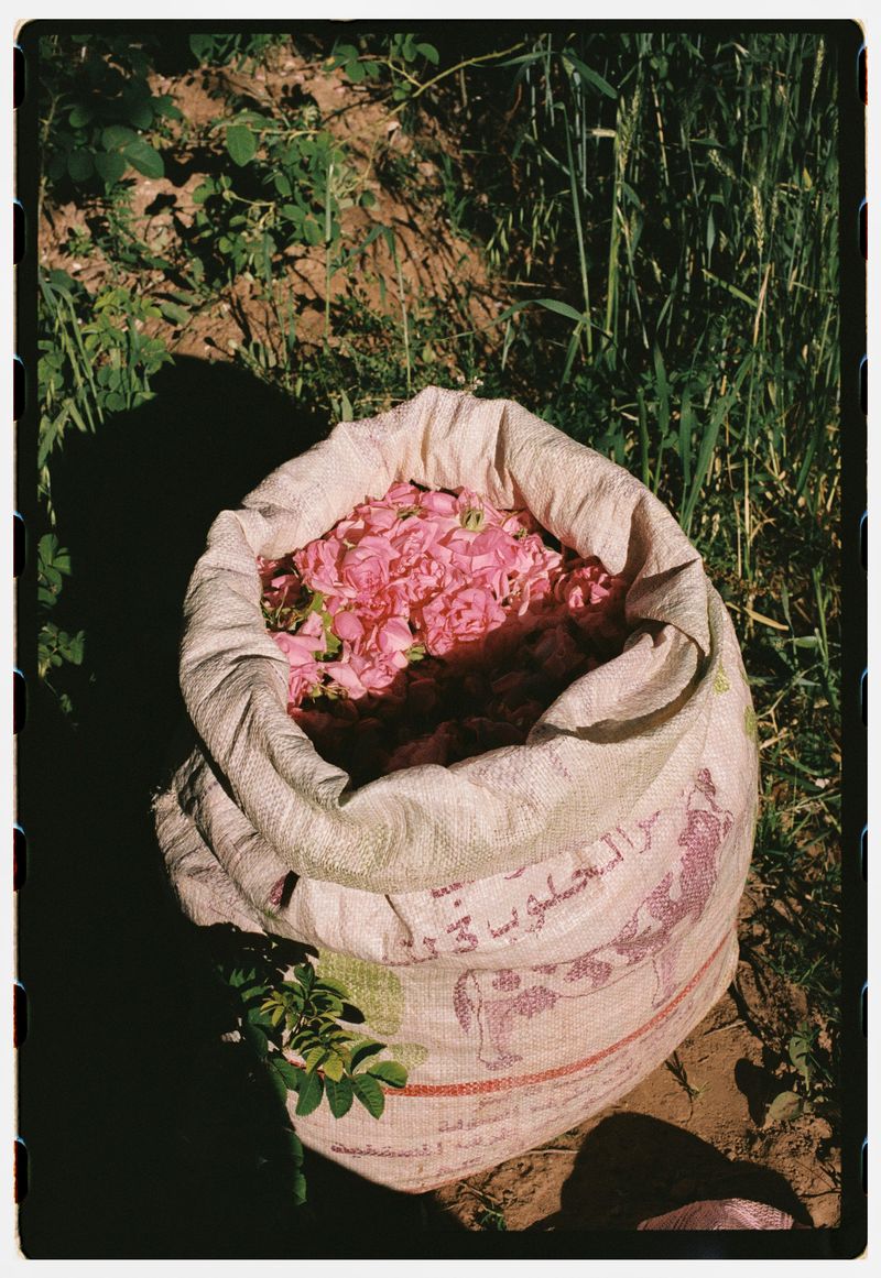 © Annissa Durar - Image from the The Rose Harvest photography project