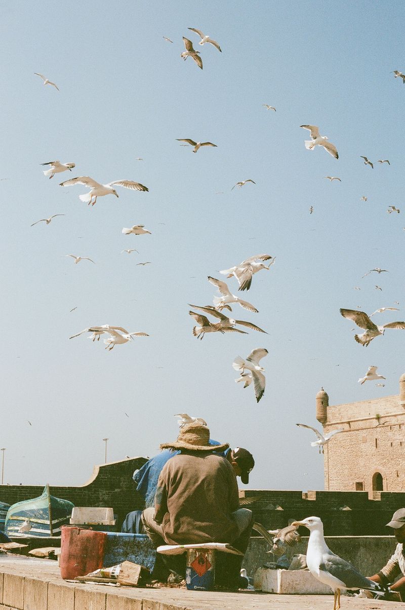 © Annissa Durar - A fisherman and the hungry seagulls of Essaouira