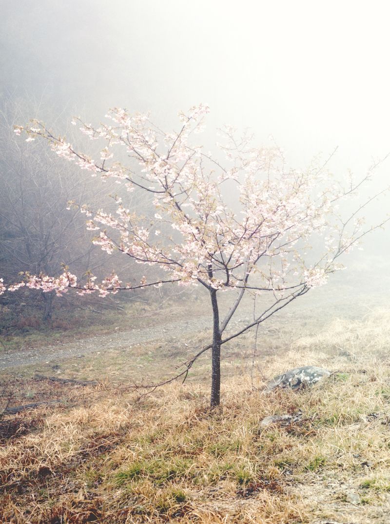 © Dorothee Nowak - Image from the Le temps des cerises photography project