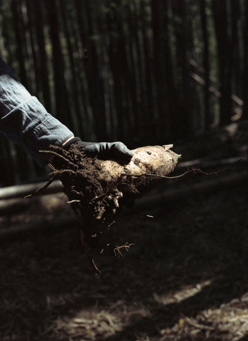 © Dorothee Nowak - Image from the Le temps des cerises photography project