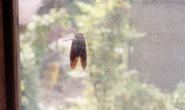 © Dorothee Nowak - Image from the Le temps des cerises photography project