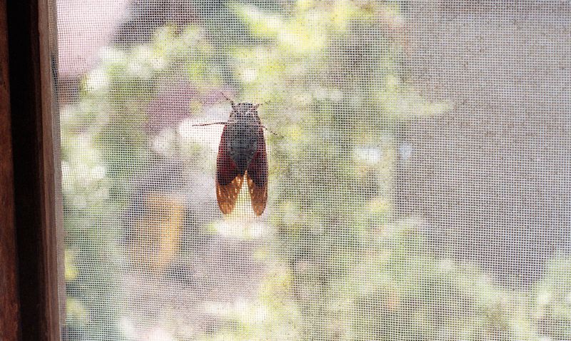 © Dorothee Nowak - Image from the Le temps des cerises photography project