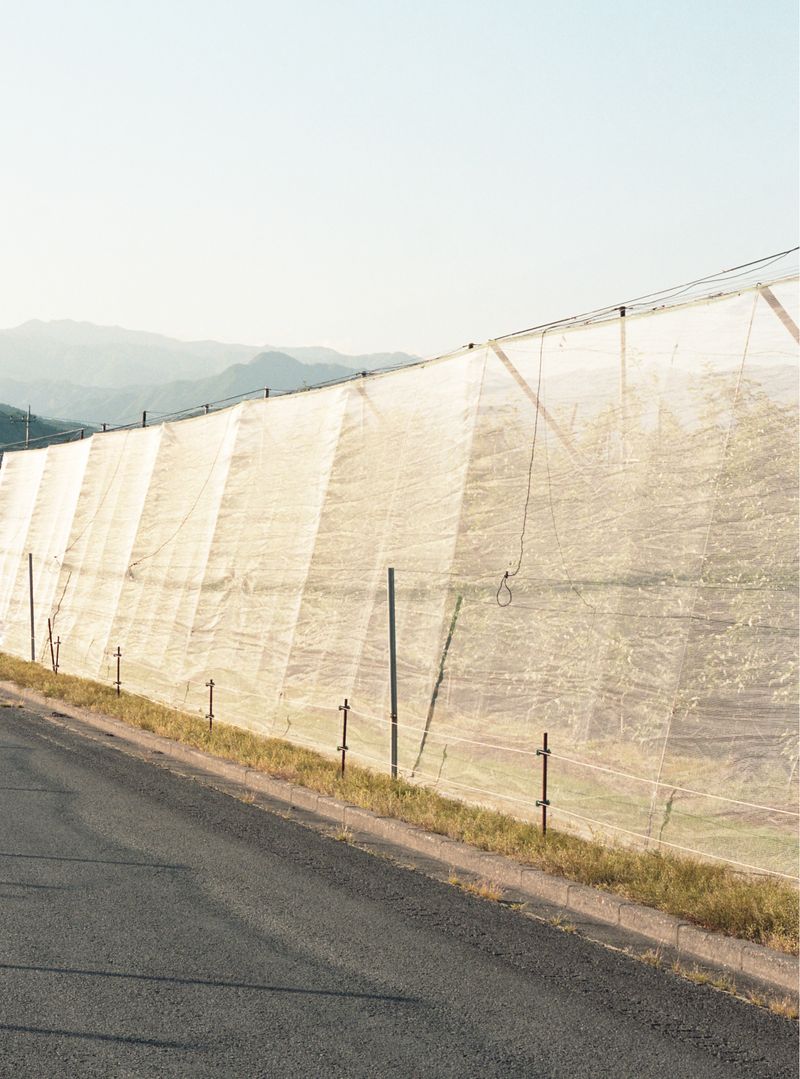 © Dorothee Nowak - Image from the Le temps des cerises photography project