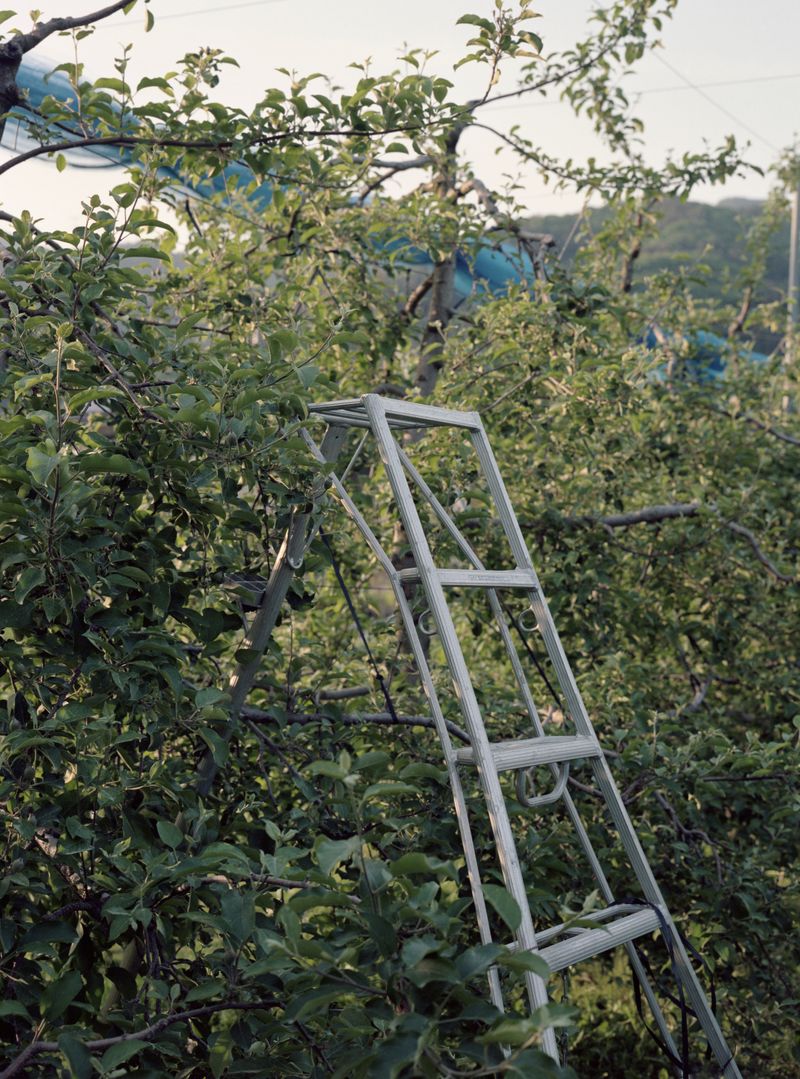 © Dorothee Nowak - Image from the Le temps des cerises photography project