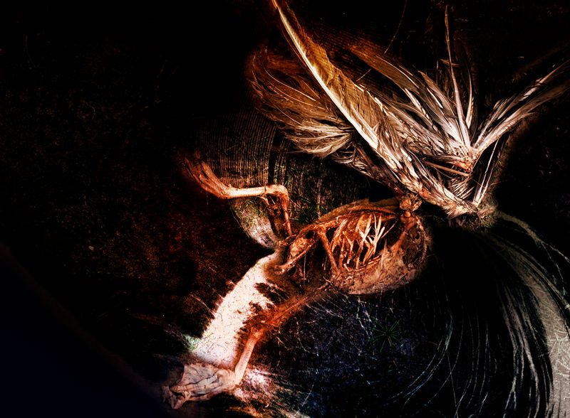 © Aletheia Casey - Image from the To dance with shadows photography project