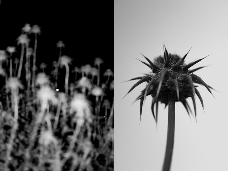 © William Joe Josephs Radford - Image from the Gradient Loss photography project