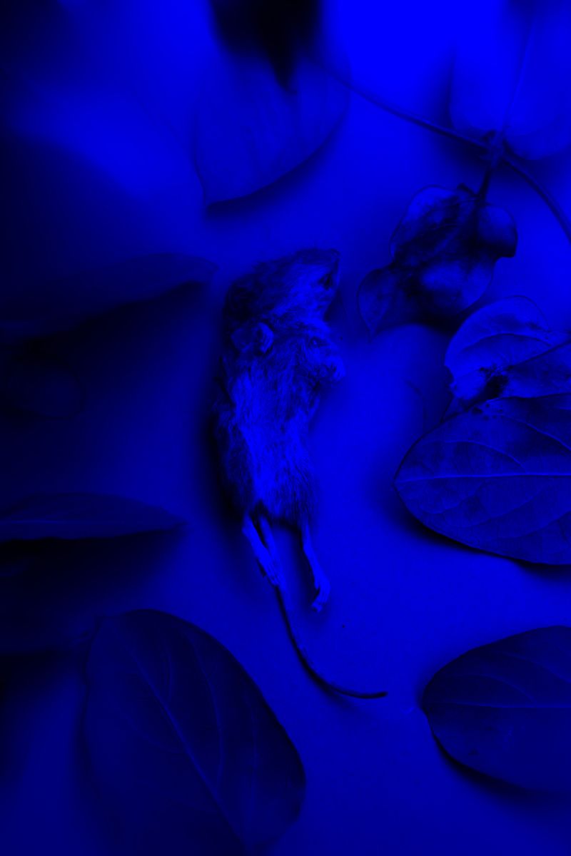 © William Joe Josephs Radford - Image from the White Knight photography project