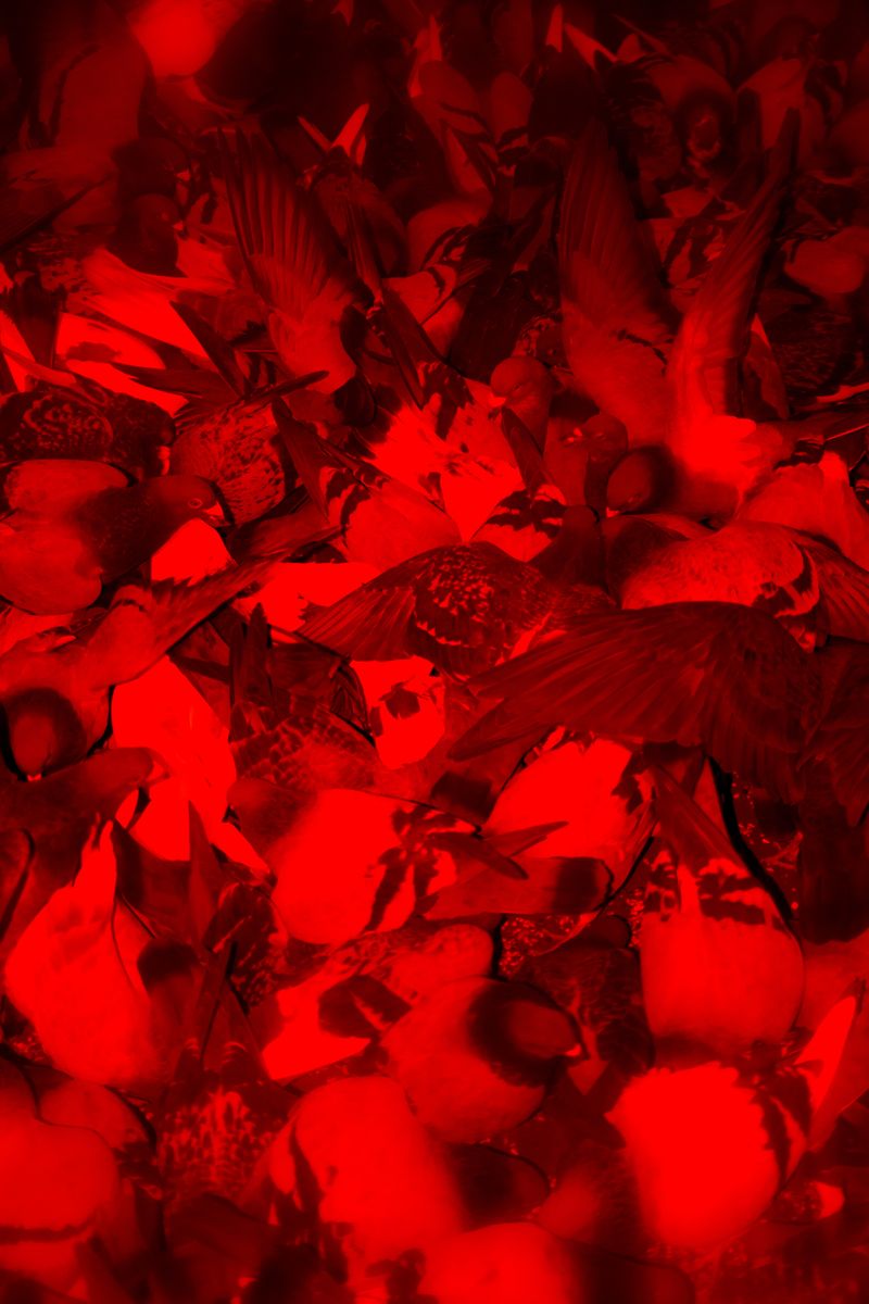 © William Joe Josephs Radford - Image from the White Knight photography project