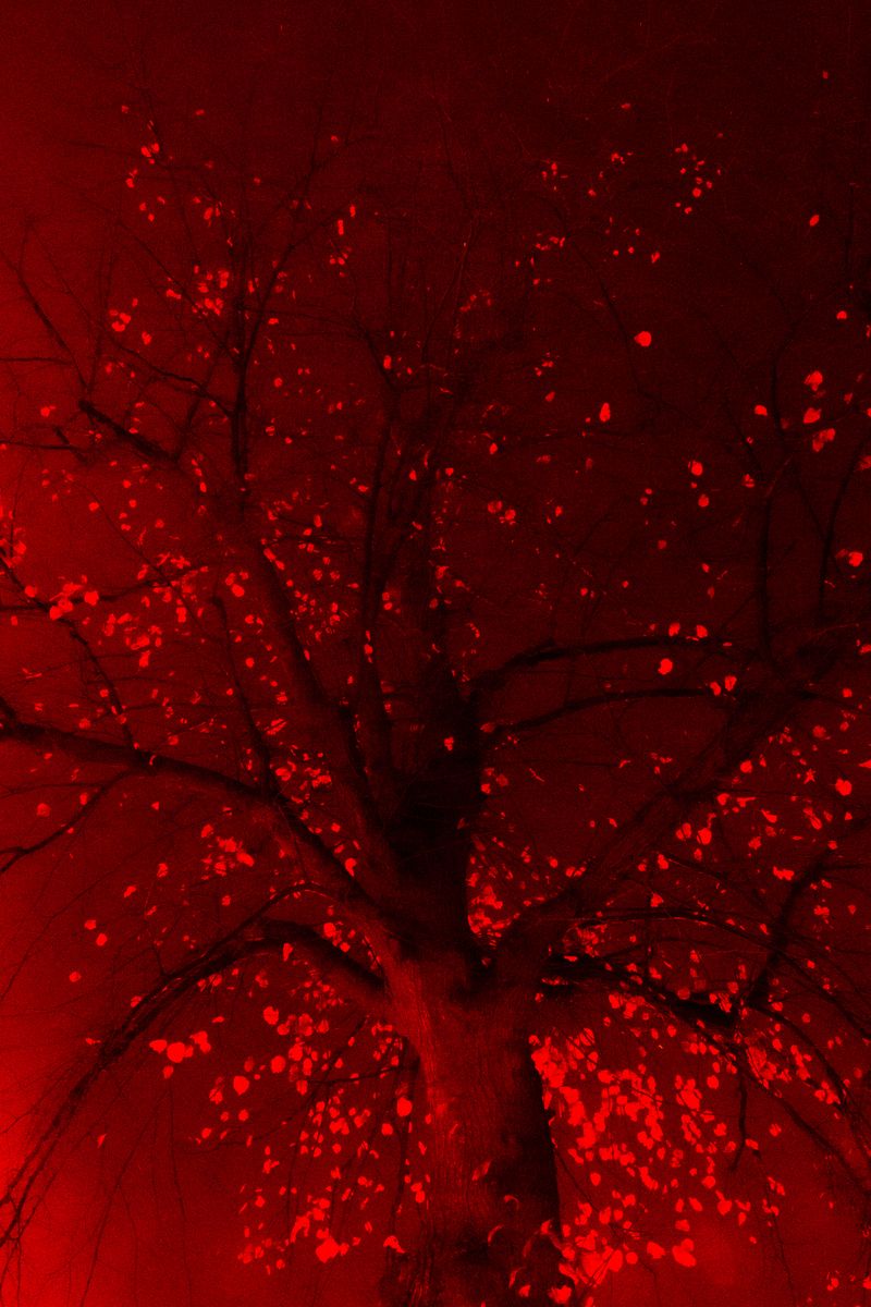 © William Joe Josephs Radford - Image from the White Knight photography project