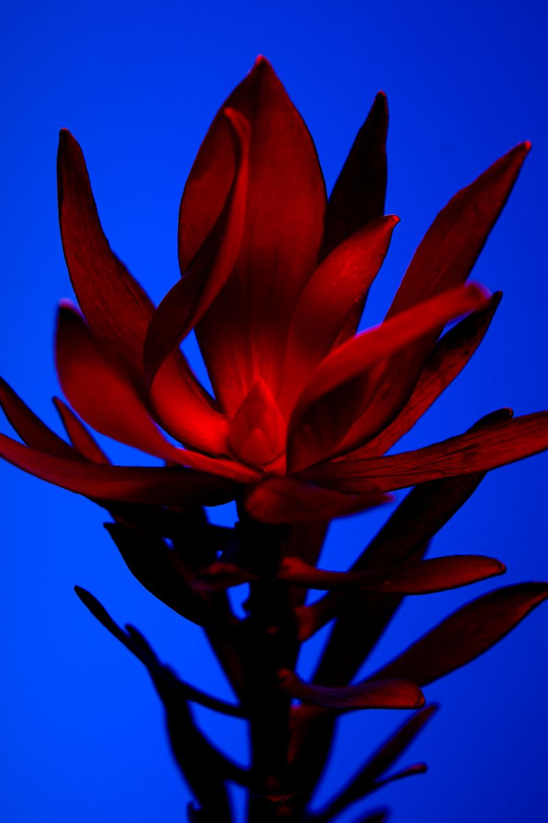© William Joe Josephs Radford - Image from the Deflowered photography project