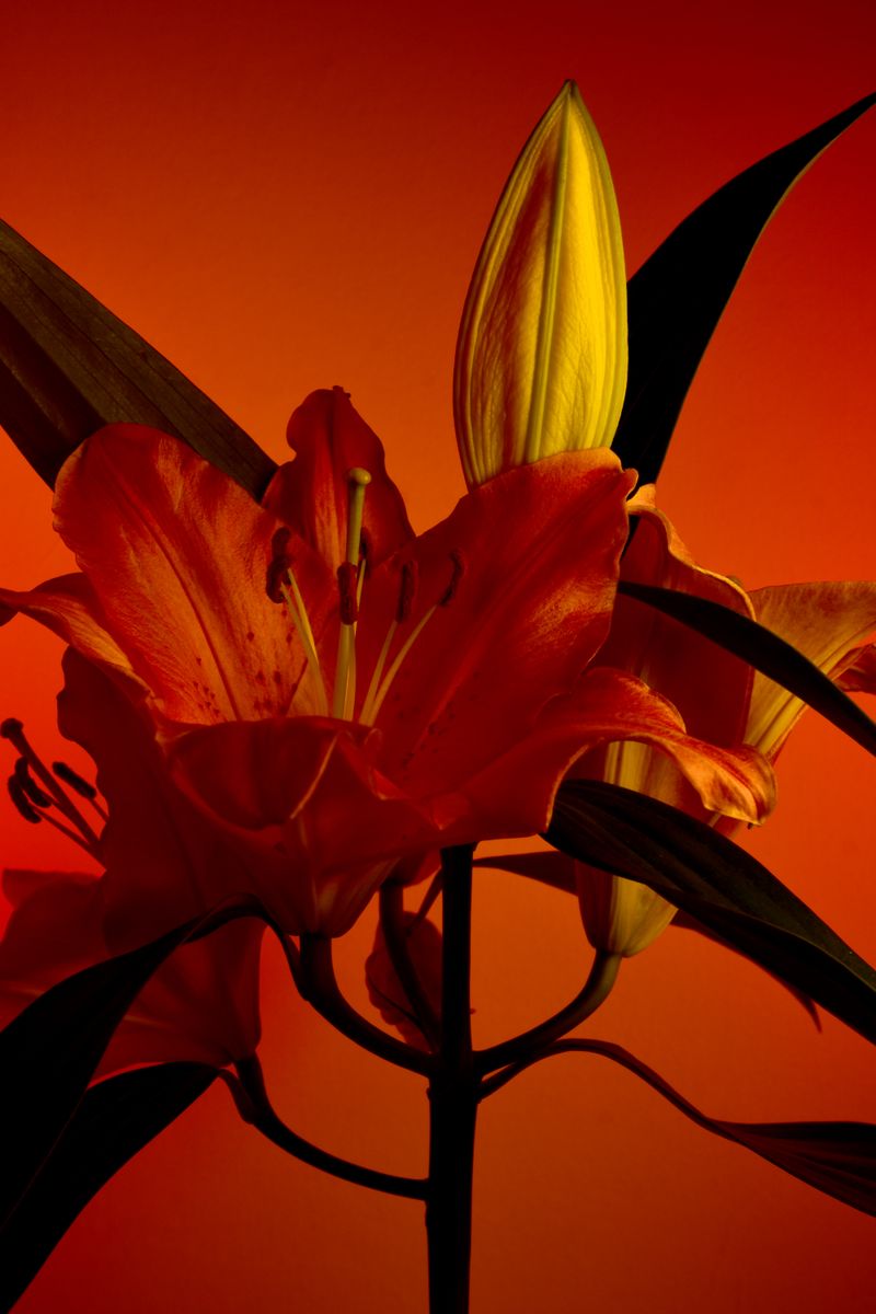 © William Joe Josephs Radford - Image from the Deflowered photography project
