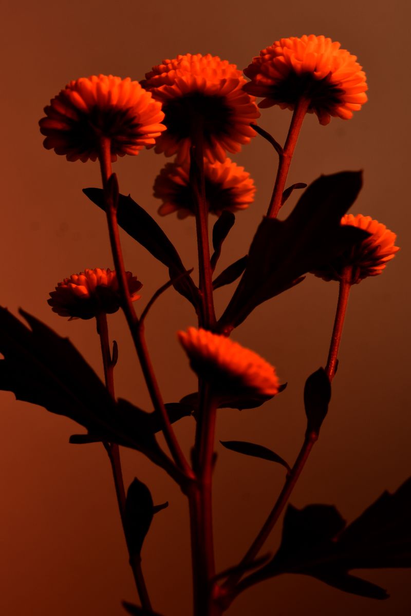 © William Joe Josephs Radford - Image from the Deflowered photography project