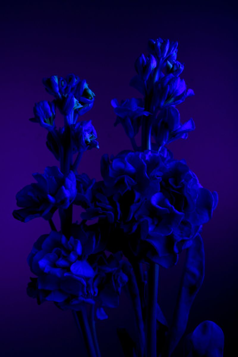 © William Joe Josephs Radford - Image from the Deflowered photography project