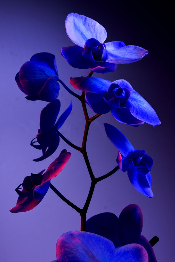 © William Joe Josephs Radford - Image from the Deflowered photography project