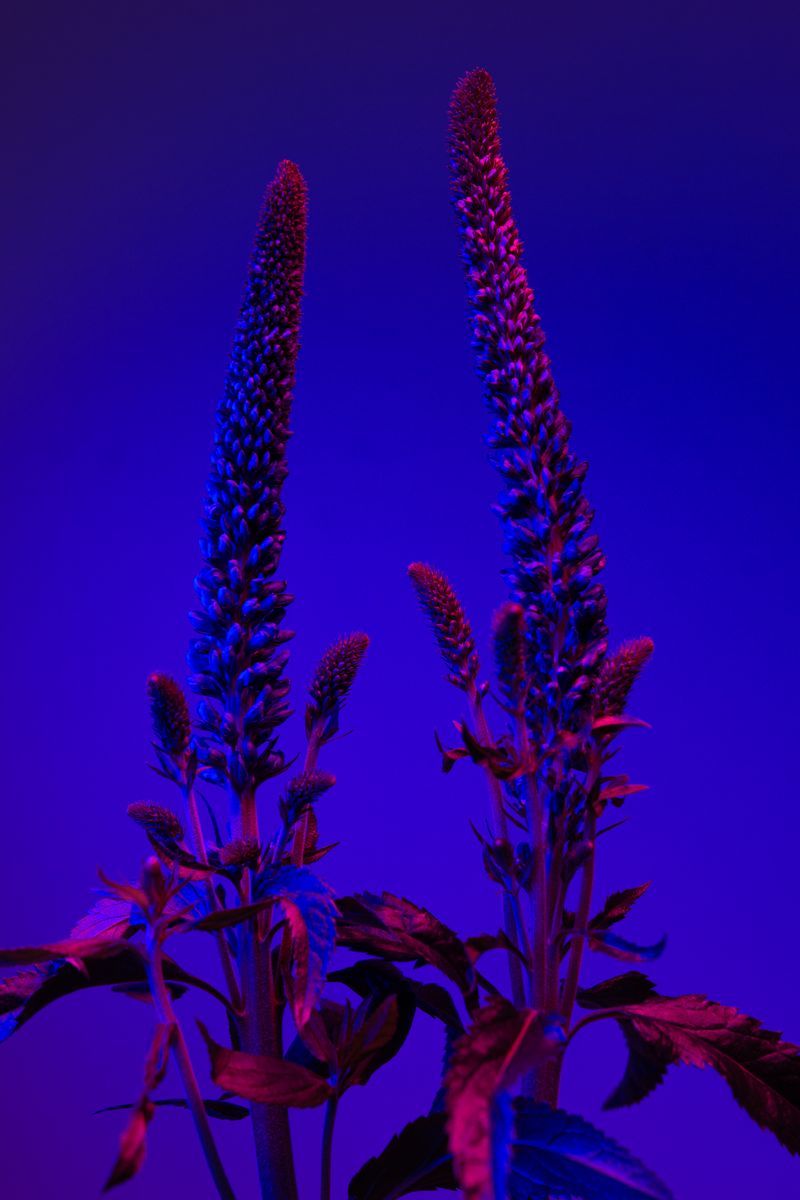 © William Joe Josephs Radford - Image from the Deflowered photography project