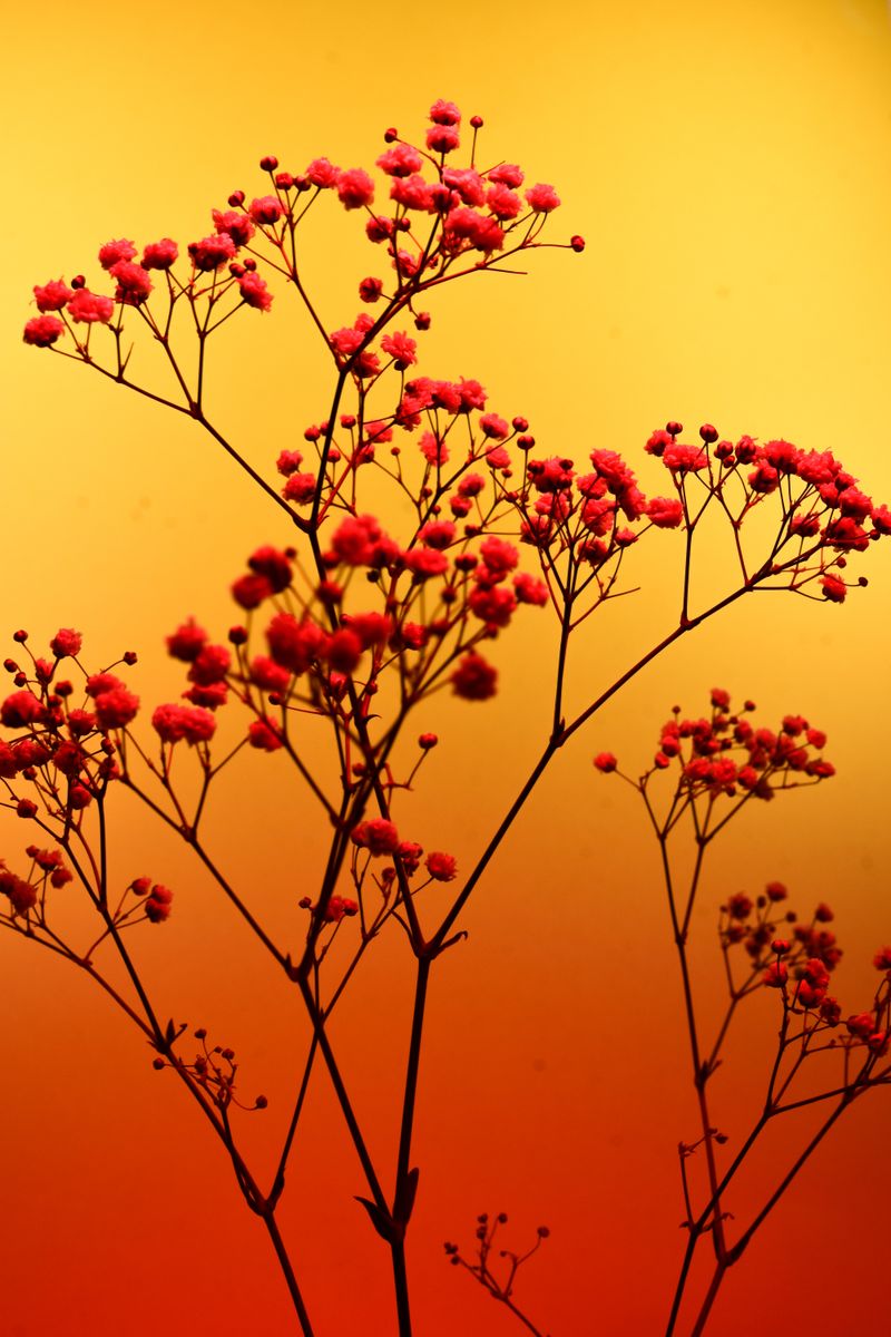 © William Joe Josephs Radford - Image from the Deflowered photography project