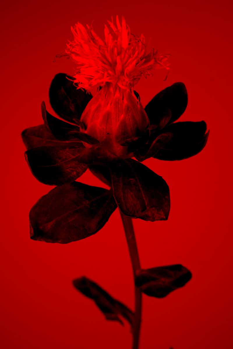 © William Joe Josephs Radford - Image from the Deflowered photography project