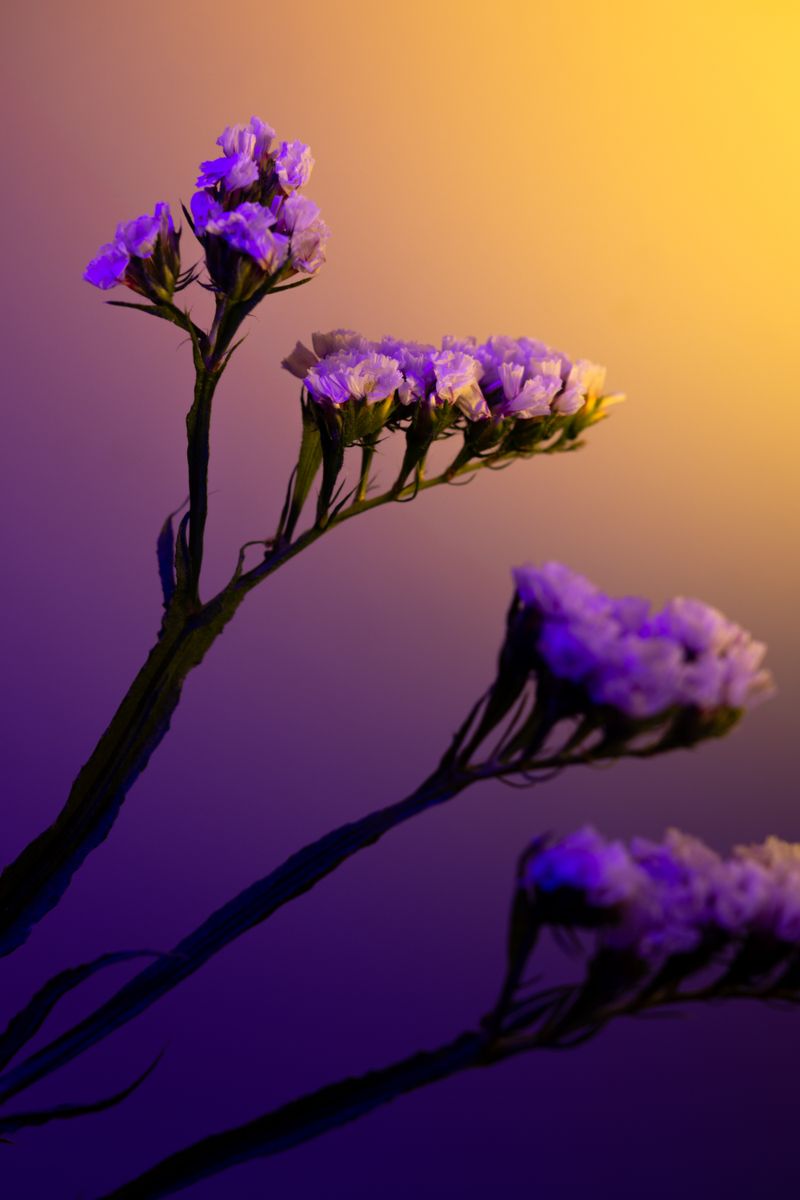 © William Joe Josephs Radford - Image from the Deflowered photography project