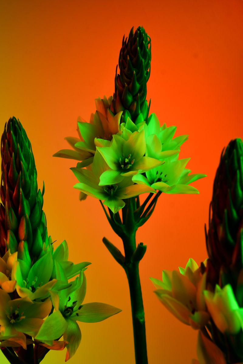 © William Joe Josephs Radford - Image from the Deflowered photography project