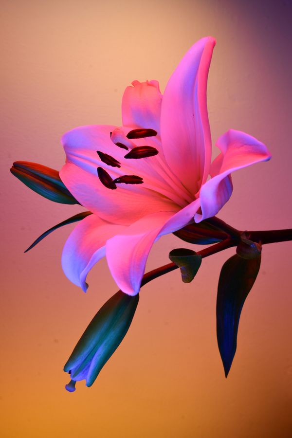 © William Joe Josephs Radford - Image from the Deflowered photography project
