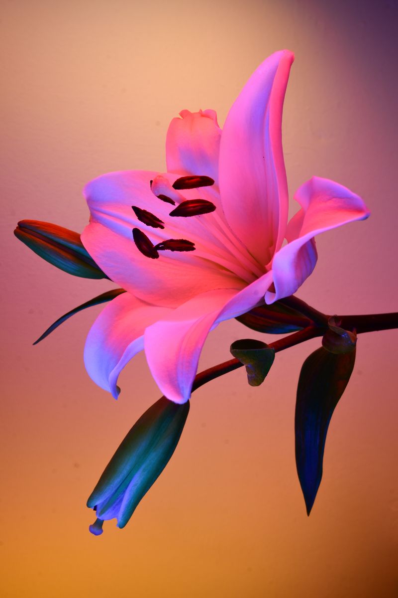 © William Joe Josephs Radford - Image from the Deflowered photography project