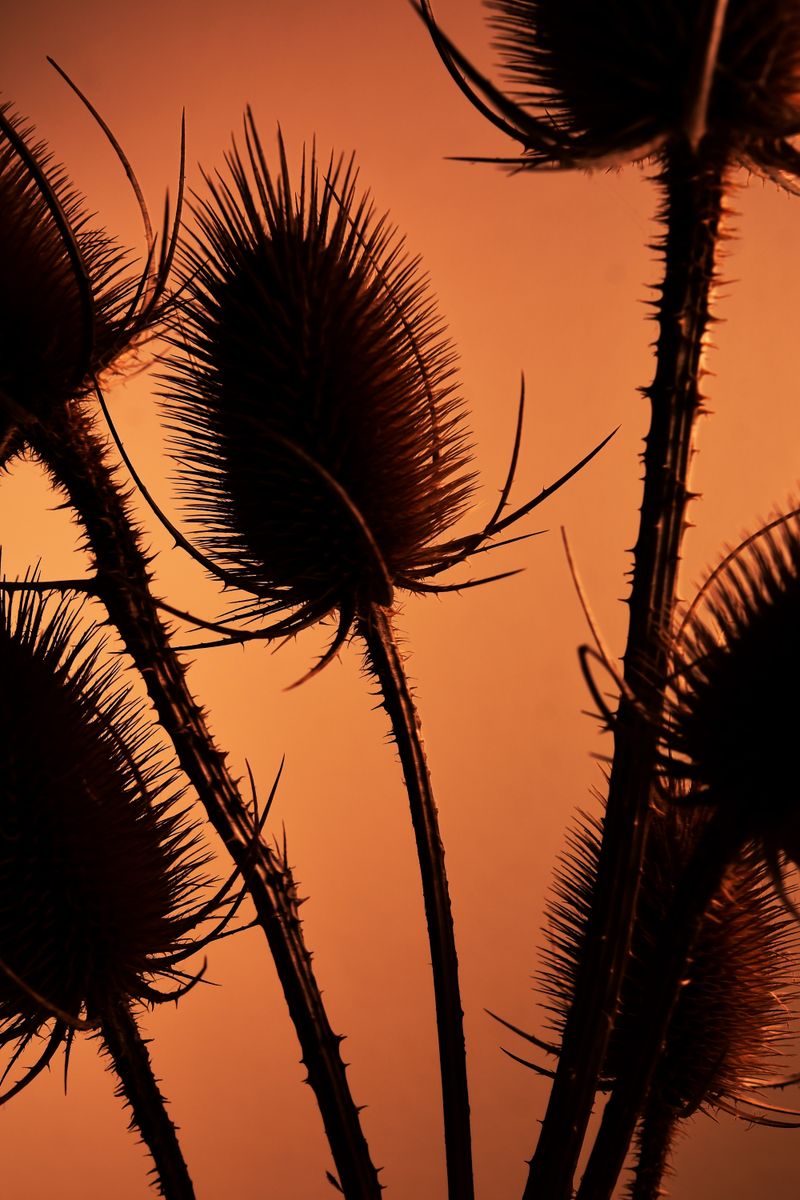 © William Joe Josephs Radford - Image from the Deflowered photography project