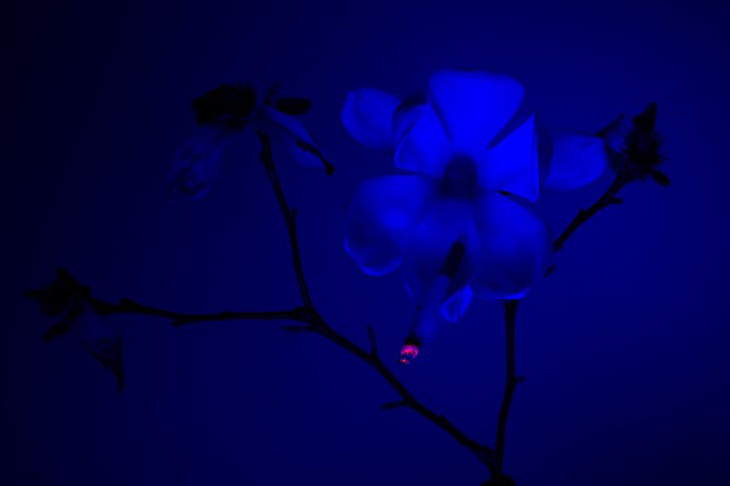 © William Joe Josephs Radford - Image from the Cherry Blossom photography project