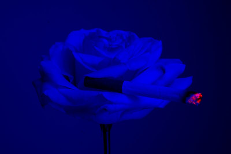 © William Joe Josephs Radford - Image from the Cherry Blossom photography project