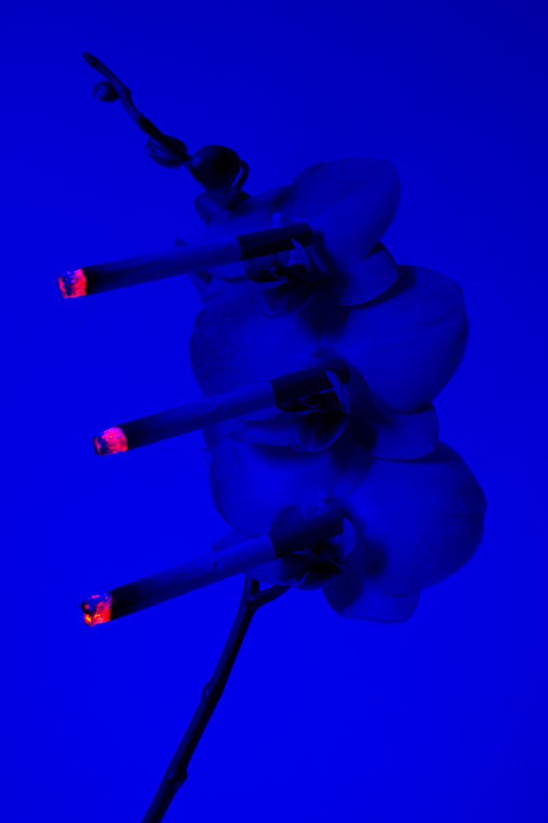 © William Joe Josephs Radford - Image from the Cherry Blossom photography project