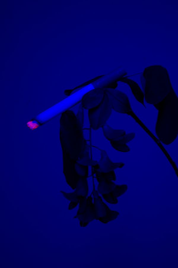 © William Joe Josephs Radford - Image from the Cherry Blossom photography project