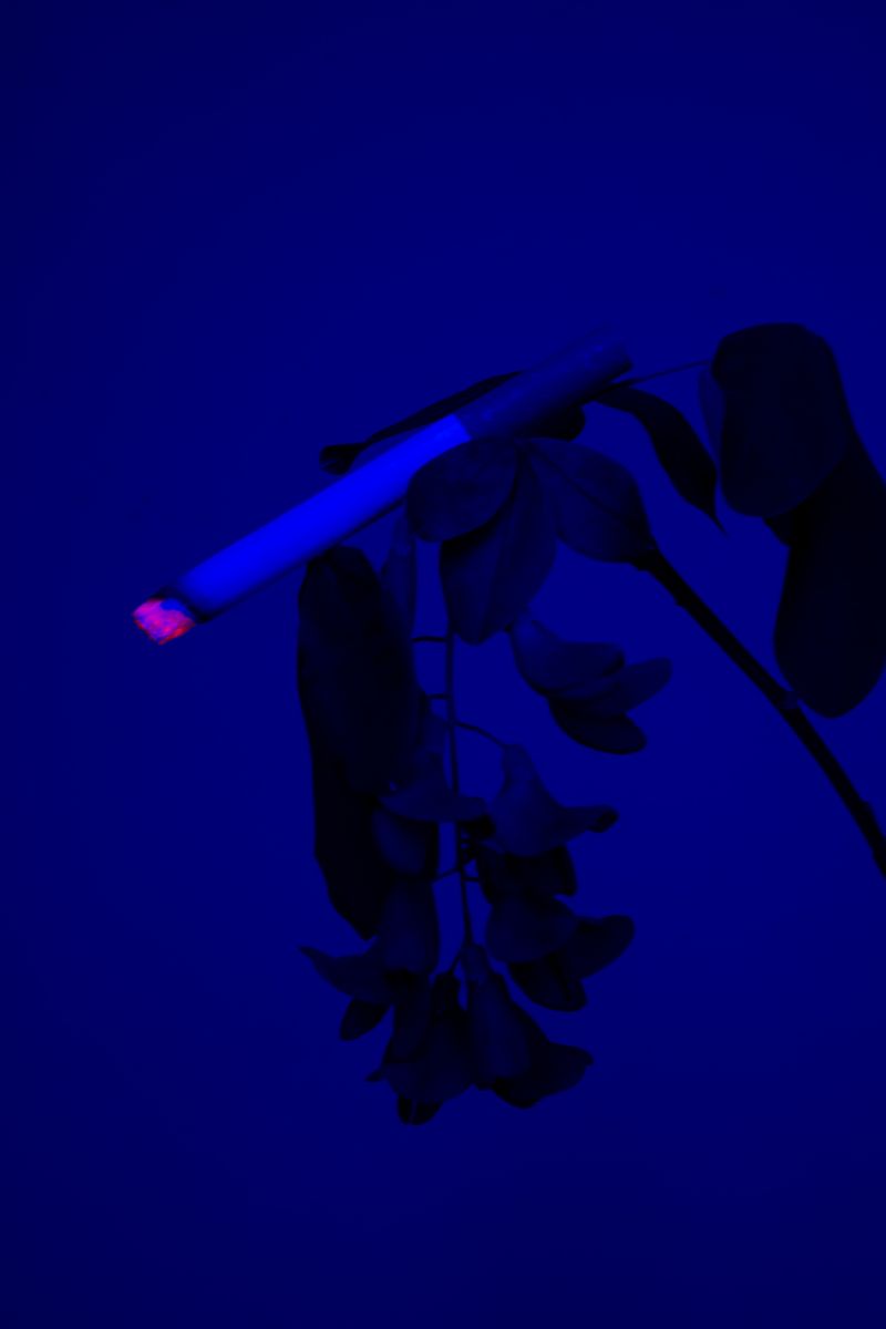 © William Joe Josephs Radford - Image from the Cherry Blossom photography project