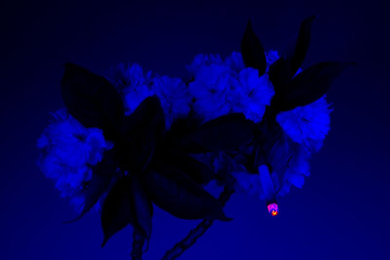 © William Joe Josephs Radford - Image from the Cherry Blossom photography project