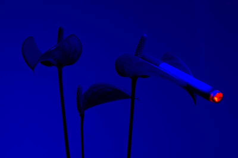 © William Joe Josephs Radford - Image from the Cherry Blossom photography project