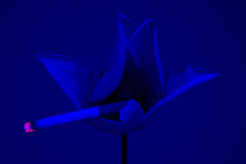 © William Joe Josephs Radford - Image from the Cherry Blossom photography project