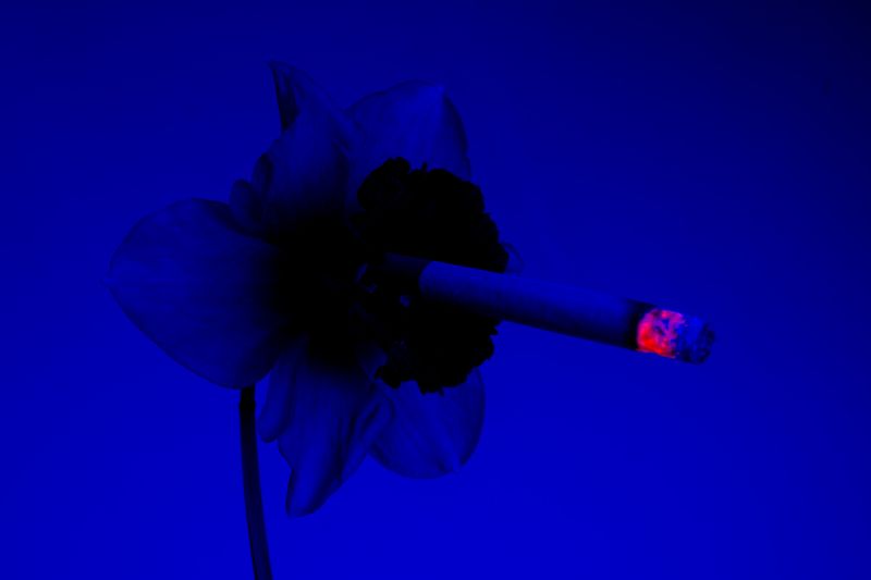 © William Joe Josephs Radford - Image from the Cherry Blossom photography project