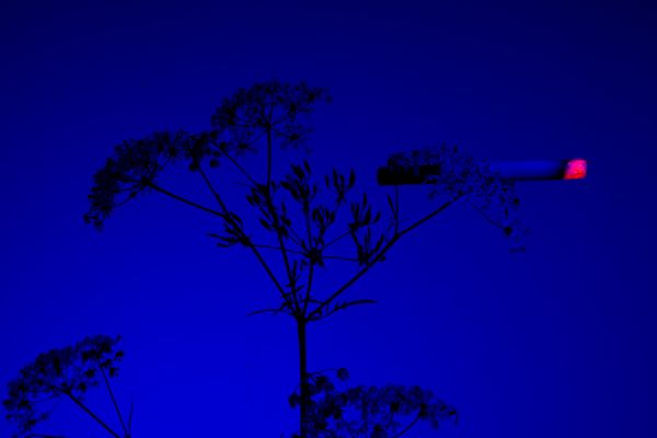 © William Joe Josephs Radford - Image from the Cherry Blossom photography project