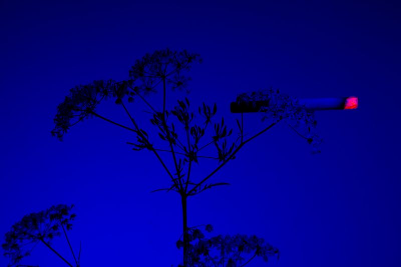 © William Joe Josephs Radford - Image from the Cherry Blossom photography project