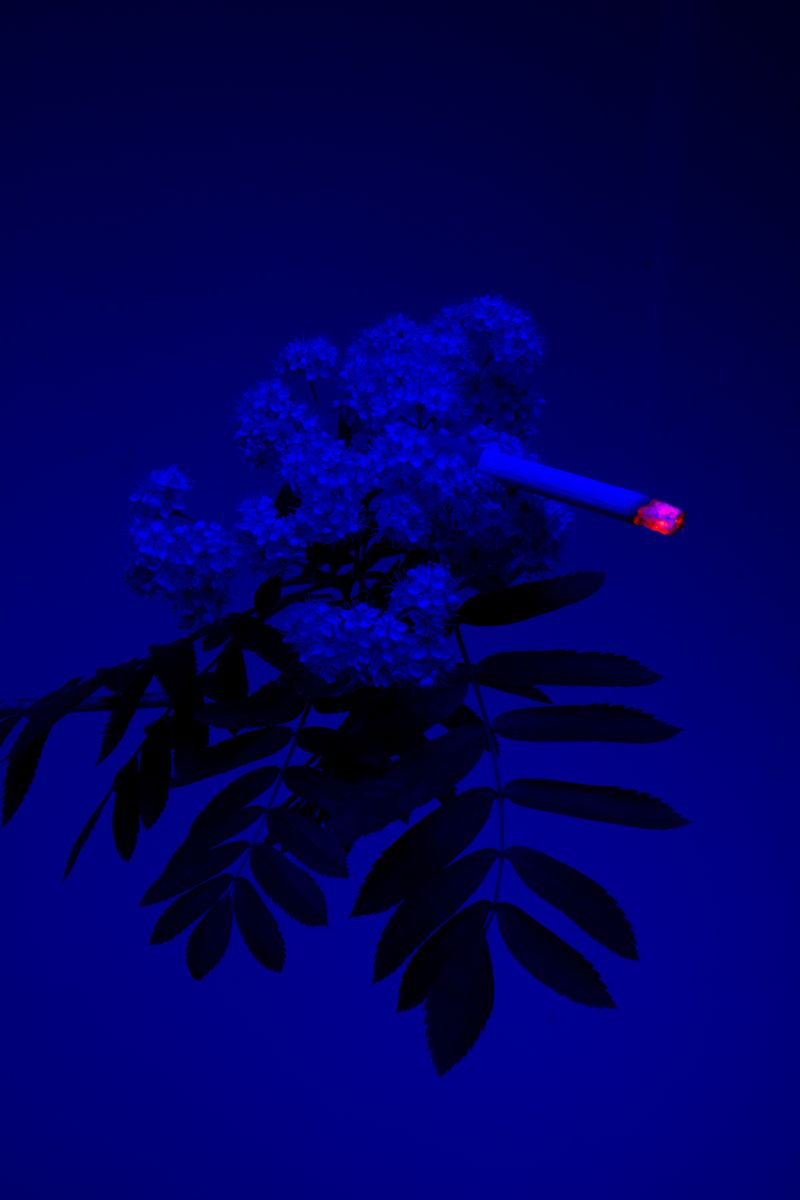 © William Joe Josephs Radford - Image from the Cherry Blossom photography project